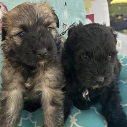 Bouvier des Flandres from Noble Bouviers