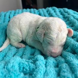Lime Green - Apricot male Labradoodle puppy in Ellenwood, Georgia from Four Paws Down