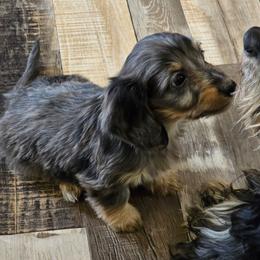 Jupiter 4,650 - Dapple male Dachshund puppy in Tonopah, Arizona from Desert Diamond Dachshunds