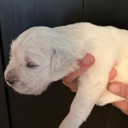Girl 2 - Light golden female Golden Retriever puppy in College Station, Texas from Golden Care Golden Retrievers