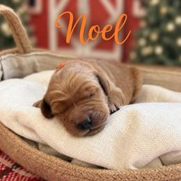 Noel - Dark golden male Golden Retriever puppy in San Bernardino, California from Thegoldendreams1