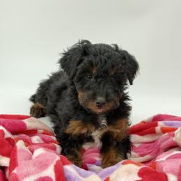 Bear - Black tri-color male Aussiedoodle puppy in Deer Park, Washington from Doodle Paw Ranch
