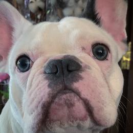 Sansa - French Bulldog