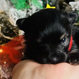 Mistletoe - Black and tan parti female Pomeranian puppy in Monroe, Georgia from Beastly Beauties Huskies & Pomskies