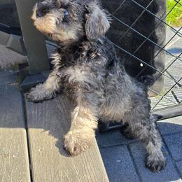 3 Musketeers - Salt and pepper male Miniature Schnauzer puppy in Rosemount, Minnesota from Weiland's Ruby