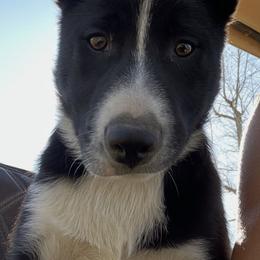 Del - Black and white male Border Collie puppy in Temecula, California from West Coast Border Collies