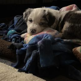 Australian Shepherd Puppies from Glacier Big Sky Aussies