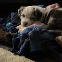 Australian Shepherd Puppies from Glacier Big Sky Aussies