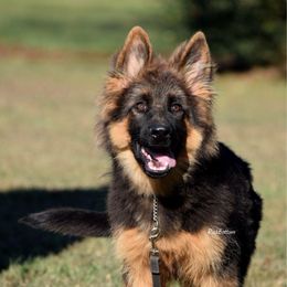 Aero - Black and red male German Shepherd puppy in Morrilton, Arkansas from Rock Bottom Ranch