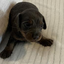 Nico - Blue and tan male Dachshund puppy in Hillsville, Virginia from Bonderosa Kennels