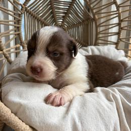 Jack - Red tri-color male Australian Shepherd puppy in Grants Pass, Oregon from Carmel Mountain Aussies