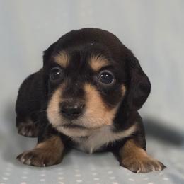 Bud 2k plus fee CKC - Black and tan male Dachshund puppy in Cowen, West Virginia from Bennett Babies