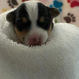 Jack Russell Terrier Puppies from Fair Dinkum Jack Russell Terriers