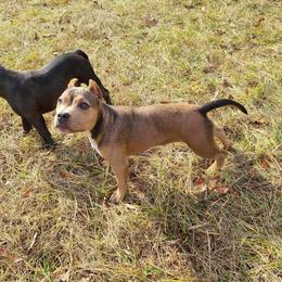 American Bully Puppies from Night Court Bullies