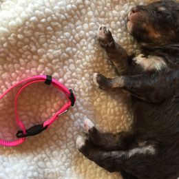 Bernedoodle Puppies from Cry Woof LLC