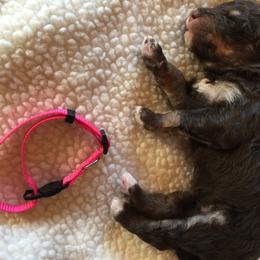 Bernedoodle Puppies from Cry Woof LLC