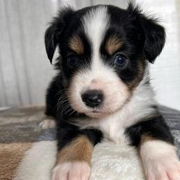 Boy 3 - Black tri male Toy Australian Shepherd puppy in Sulphur, Louisiana from Triple J Aussies and Corgis
