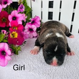 American Pit Bull Terrier and Greyhound Puppies from West Winds American Pit Bull Terriers