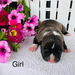 American Pit Bull Terrier and Greyhound Puppies from West Winds American Pit Bull Terriers