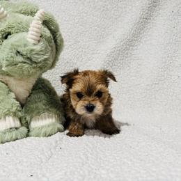 PIP - Tan male Morkie puppy in Durand, Wisconsin from Larson’s Legacy Aussome Aussie Kennels