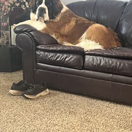 Mags - Saint Bernard