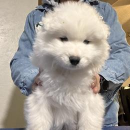 Baloo - White and biscuit male Samoyed puppy in Albuquerque, New Mexico from Wintersong Samoyeds