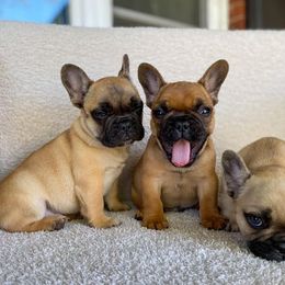 French Bulldog Puppies from Bailey French Bulldogs
