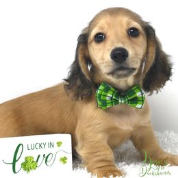 Jolly - Cream Dachshund puppy in Flint, Texas from Legacy Lane Dachshunds