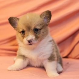 Girl 1 - Red female Pembroke Welsh Corgi puppy in Karnack, Texas from Sureshot Corgis