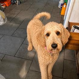 Olive - Goldendoodle