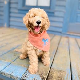Rocket - Cream male Goldendoodle puppy in Evans, Georgia from Have-a-Doodle Hill