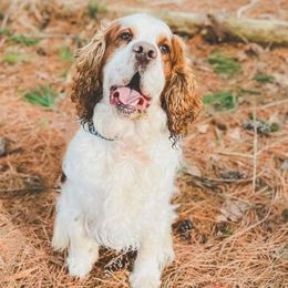 Leo - English Springer Spaniel