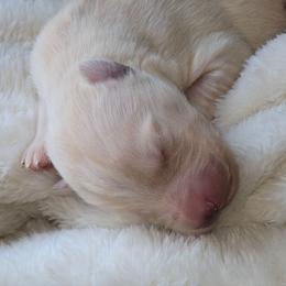 Dante - White male Gerberian Shepsky puppy in Gorman, Texas from Bransford Paw Pack/Timber Huskies