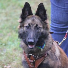 Belgian Tervuren Puppies from EnHommage Belgian Shepherds