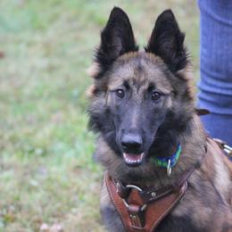 Belgian Tervuren Puppies from EnHommage Belgian Shepherds