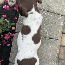 German Shorthaired Pointer Puppies from Mcshorthairs