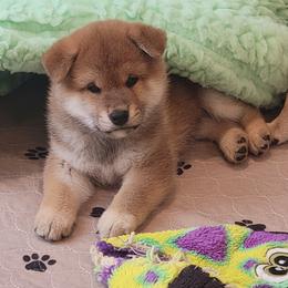 Abel - Red male Shiba Inu puppy in Milton, Florida from Moonlight Shibas