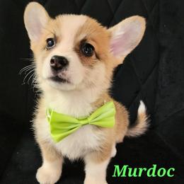 Murdoc - White and red male Pembroke Welsh Corgi puppy in Tomball, Texas from Larsen Loved Corgis
