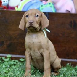 Lilly Pad - Golden rust female Vizsla puppy in Bloomington, Indiana from Envizion