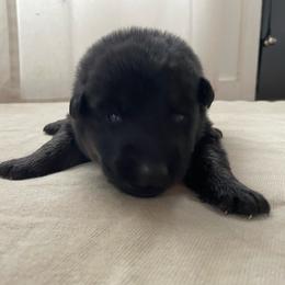 Grey Boy - Black and tan male German Shepherd puppy in Wayne, Maine from Copper Hill German Shepherds