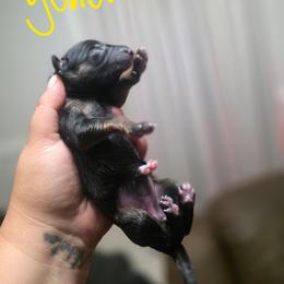 Yellow - Black and tan female German Shepherd puppy in Sebring, Florida from Blackwater K9