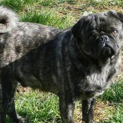 Pugs from Braidi's Pugs