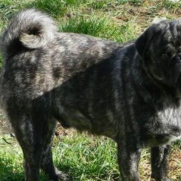 Pugs from Braidi's Pugs