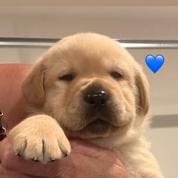 Blue collar - Yellow male Labrador Retriever puppy in Clinton, Tennessee from Summer Rose