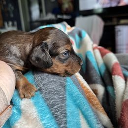 Dachshund Puppies from TMJ Dachshunds & More