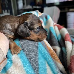 Dachshund Puppies from TMJ Dachshunds & More