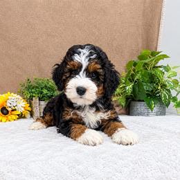 PepperJack - Tri-color male Bernedoodle puppy in Seymour, Missouri from D and D’s Dandy Doodles