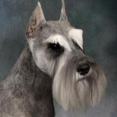 Miniature Schnauzer All Grown Up from Kathy Rager's Miniature Schnauzers