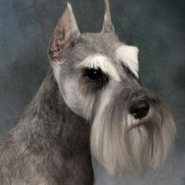 Miniature Schnauzer All Grown Up from Kathy Rager's Miniature Schnauzers
