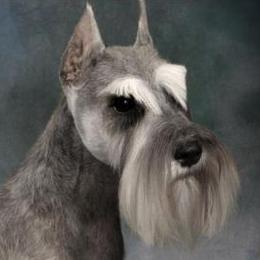 Miniature Schnauzer All Grown Up from Kathy Rager's Miniature Schnauzers
